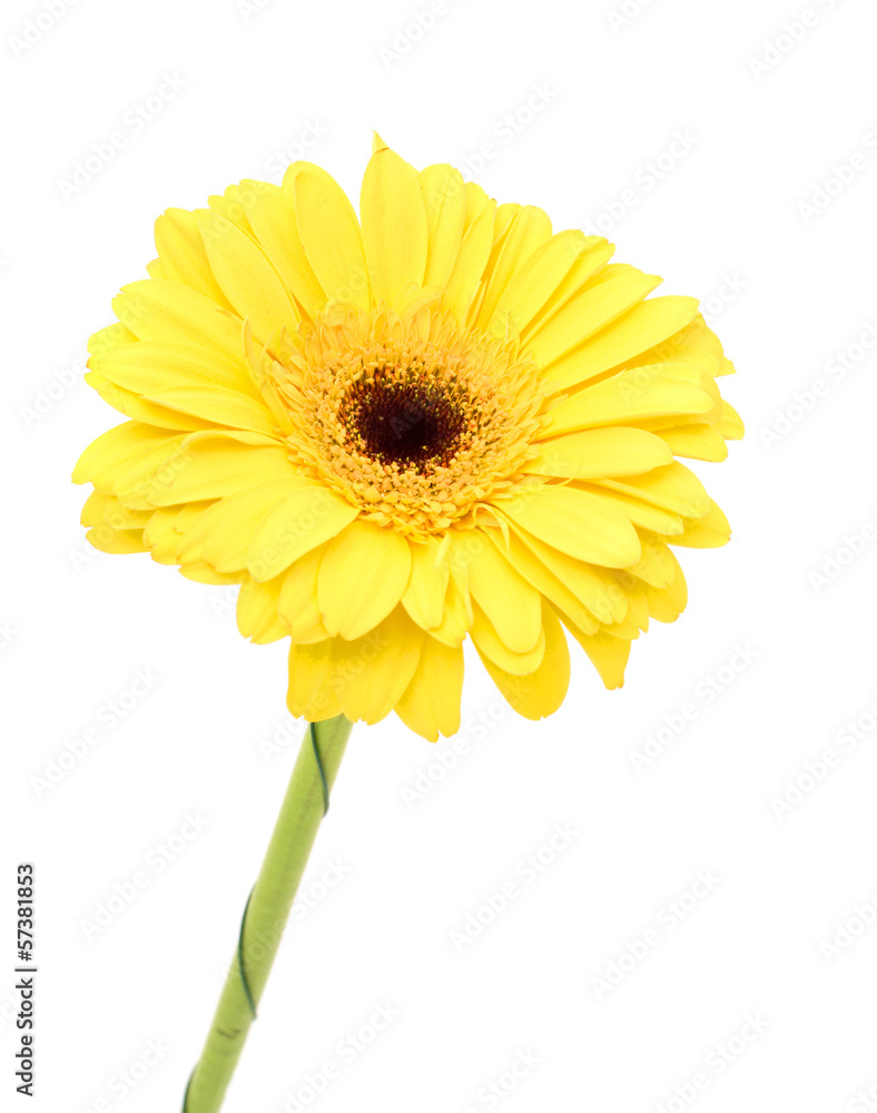 Gerbera flower isolated on white background Gerbera flower isolated on white background