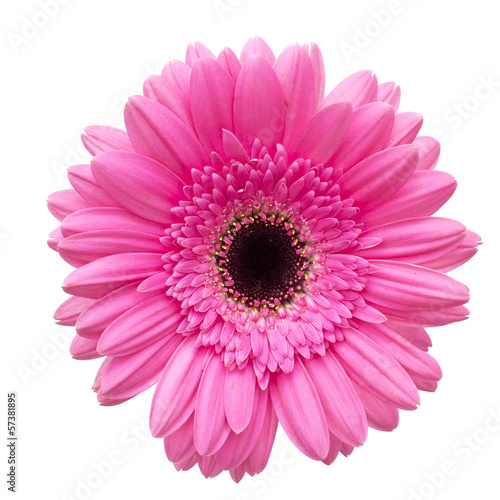 Canvas Print Gerbera flower isolated on white background