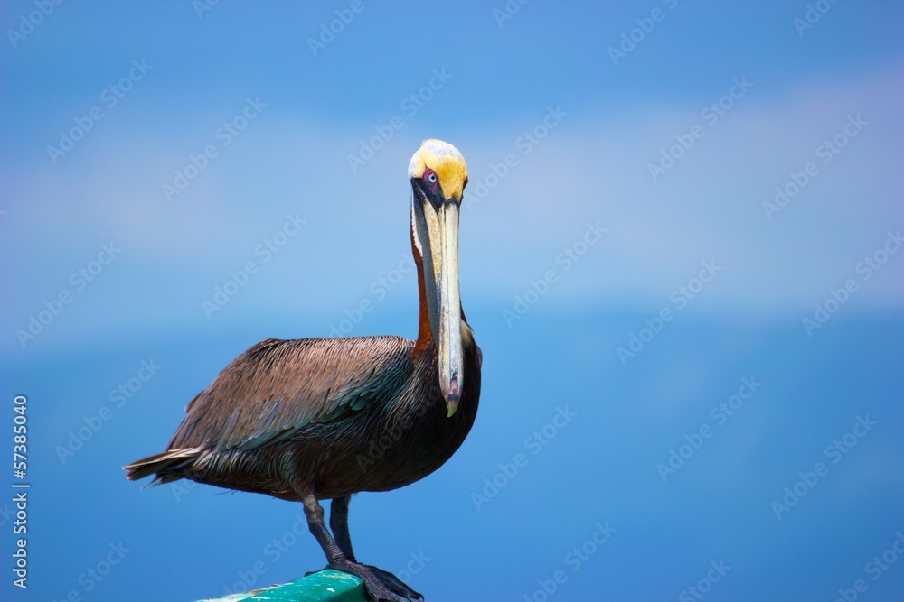 Brown Pelican Stock Photo | Adobe Stock