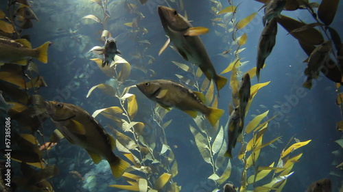Aquarium with exotic fish