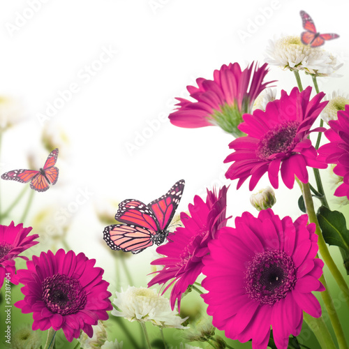 Fototapeta Naklejka Na Ścianę i Meble -  Multi-colored gerbera daisies and butterfly on a white