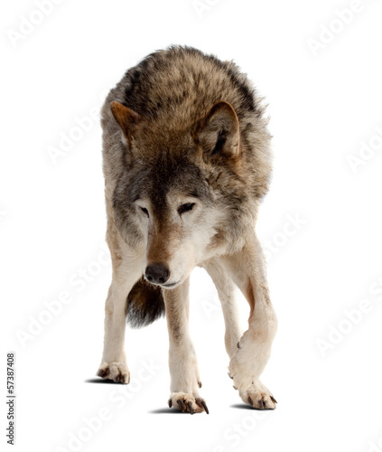 wolf. Isolated over white © JackF