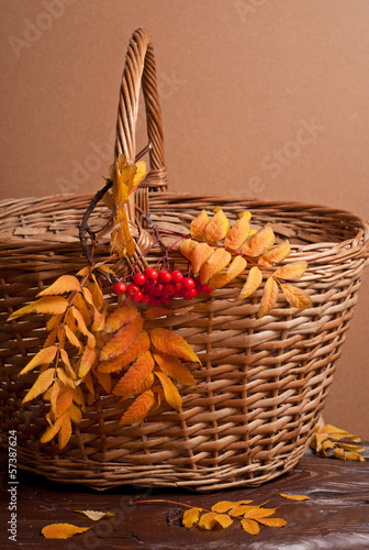 Autumn rowanberry and basket