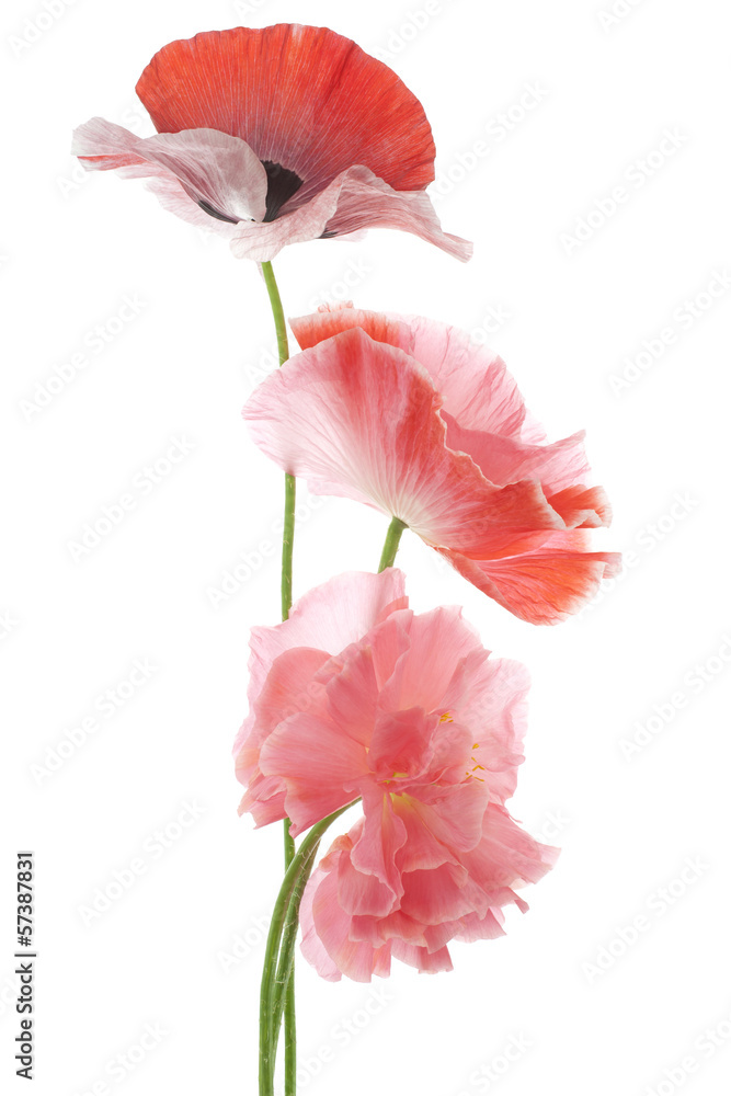 Fototapeta premium MAK