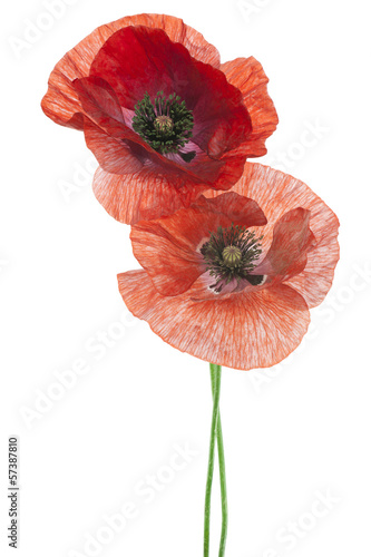 Fototapeta Naklejka Na Ścianę i Meble -  poppy