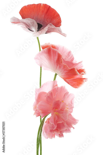 Fototapeta Naklejka Na Ścianę i Meble -  poppy