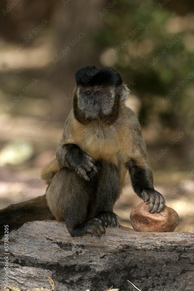 Obraz premium Brown, black-striped or bearded capuchin, Cebus libidinosus