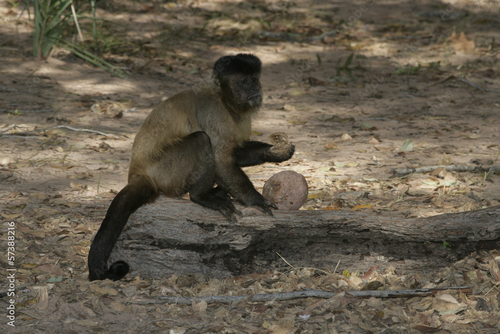 Fototapeta premium Brown, black-striped or bearded capuchin, Cebus libidinosus
