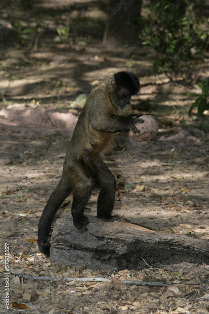 Obraz premium Brown, black-striped or bearded capuchin, Cebus libidinosus