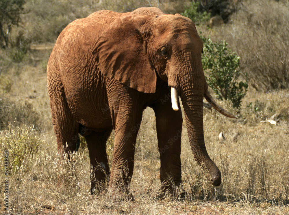 Fototapeta premium elephant