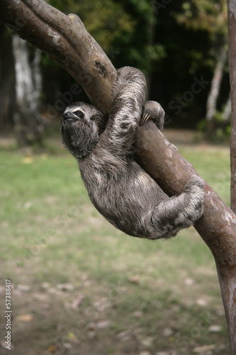 Brown-throated three-toed sloth, Bradypus variegatus © Erni