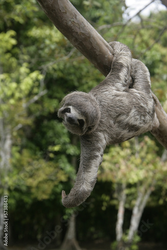 Brown-throated three-toed sloth, Bradypus variegatus