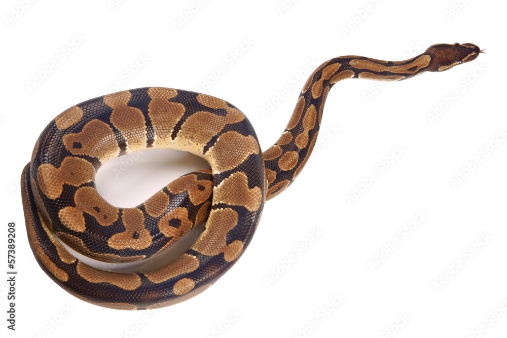 Obraz premium Python regius with tongue sticking out, on white background