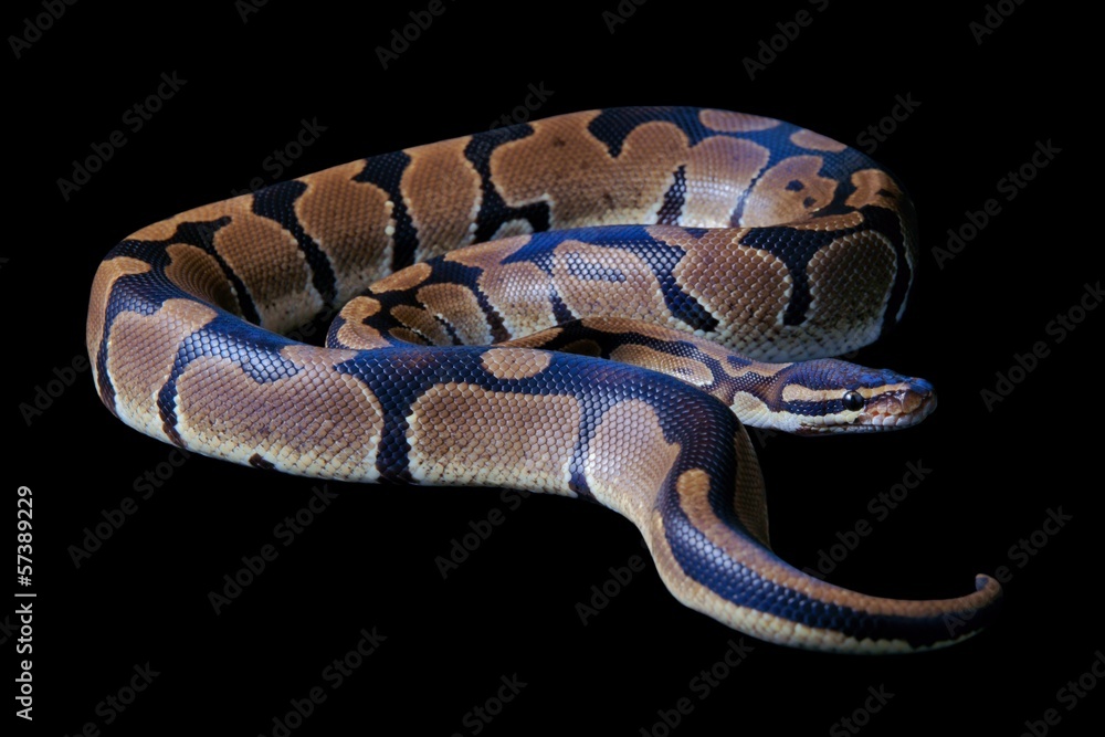 Obraz premium Python regius on a black background