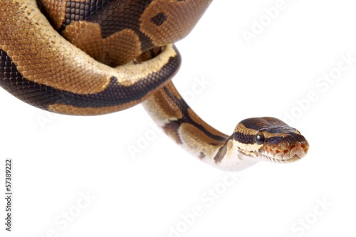 Python regius on white background