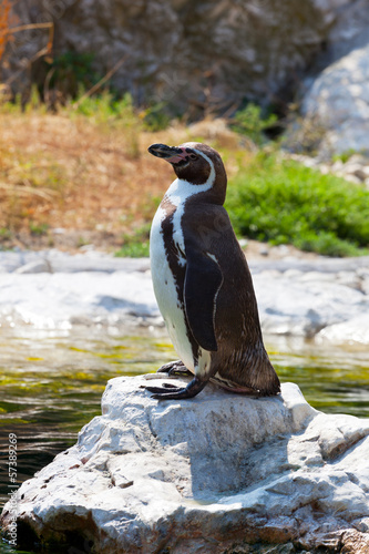 Humboldt s penguin costs on a stone
