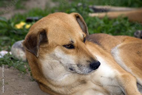 Dog, Thimphu, Bhutan