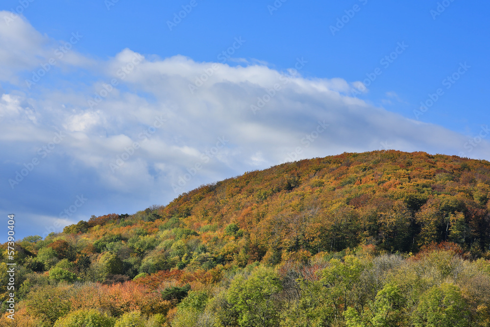 Wald im Herbst