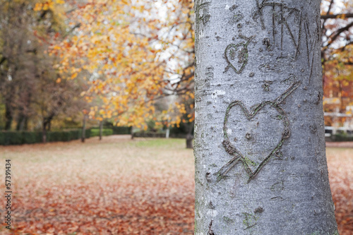 Heart-shape on trunk