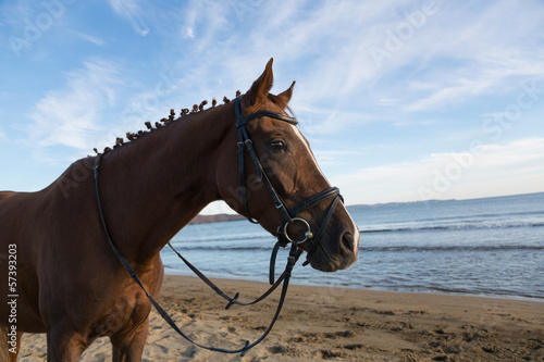 Horse on the beach at evening