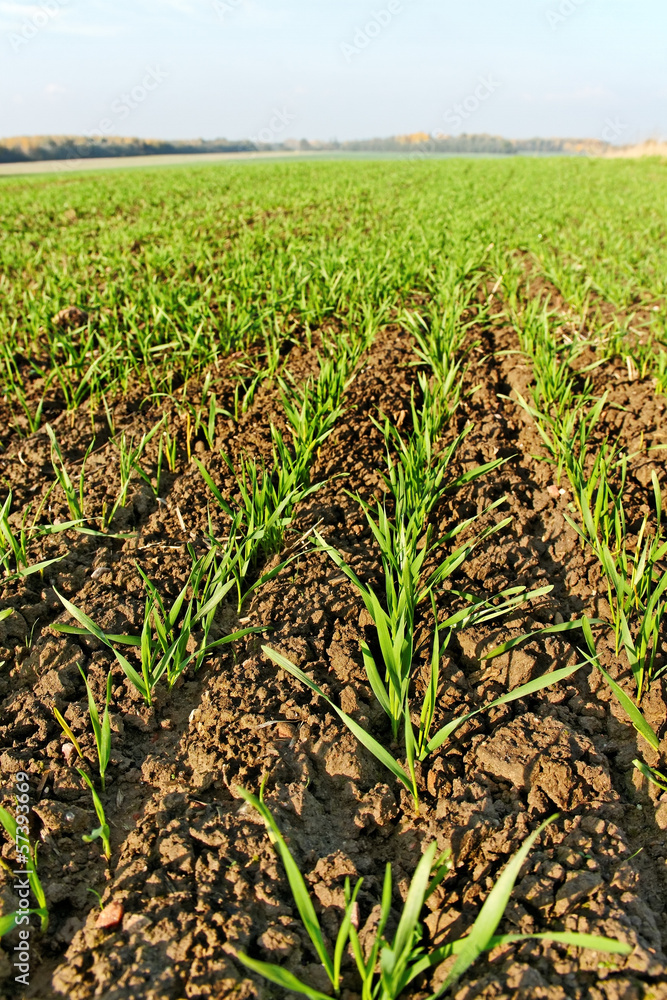 Growing wheat. Growing wheat.