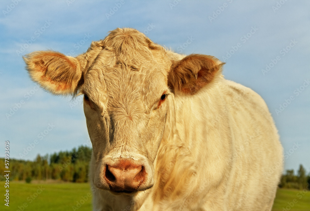 Cow on the land. Cow on the land.