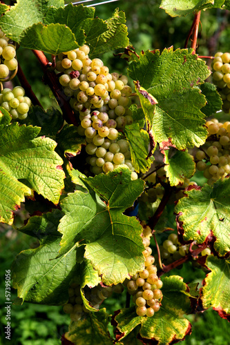 Weinreben in der Oktobersonne