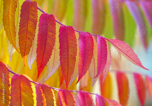 Staghorn sumac, Rhus typhina in vibrant colours. photo