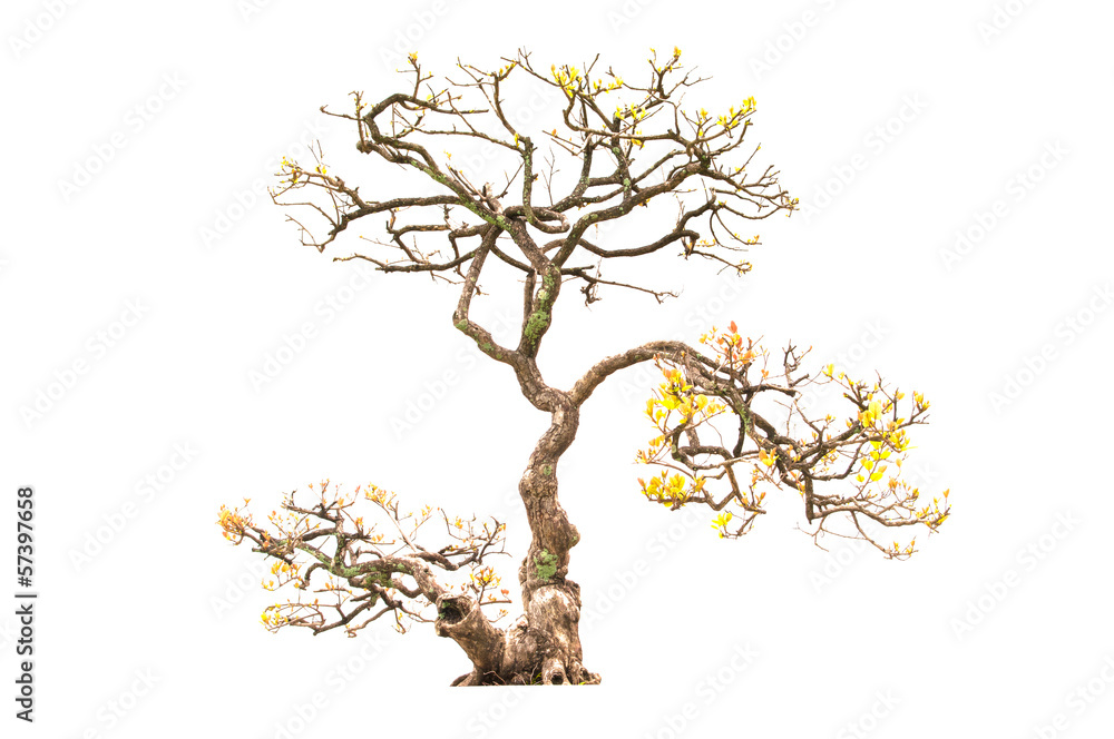 Naklejka premium autumn tree isolated on white background.