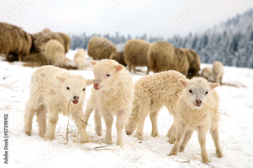 sheep skudde with lamb eating the hay photo
