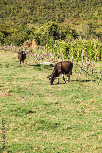 Wallpaper Mural cows grazing in meadow Torontodigital.ca