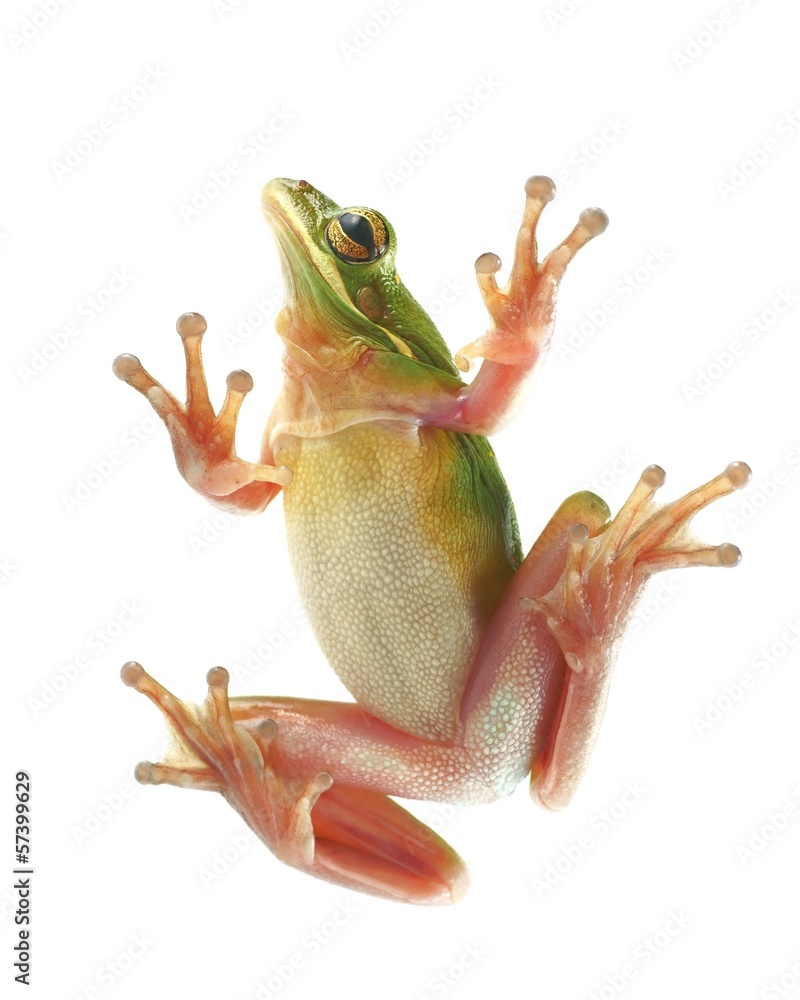 Naklejka premium Tree frog (litoria infrafrenata), climbing on the glass