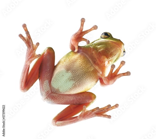 Tree frog (litoria infrafrenata), climbing on the glass