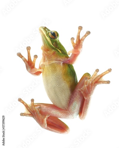 Tree frog (litoria infrafrenata), climbing on the glass