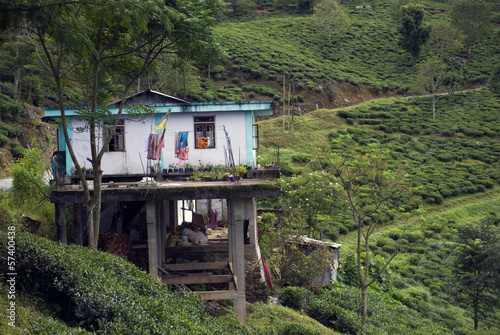 Foto Tea Garden, West Bengal, India