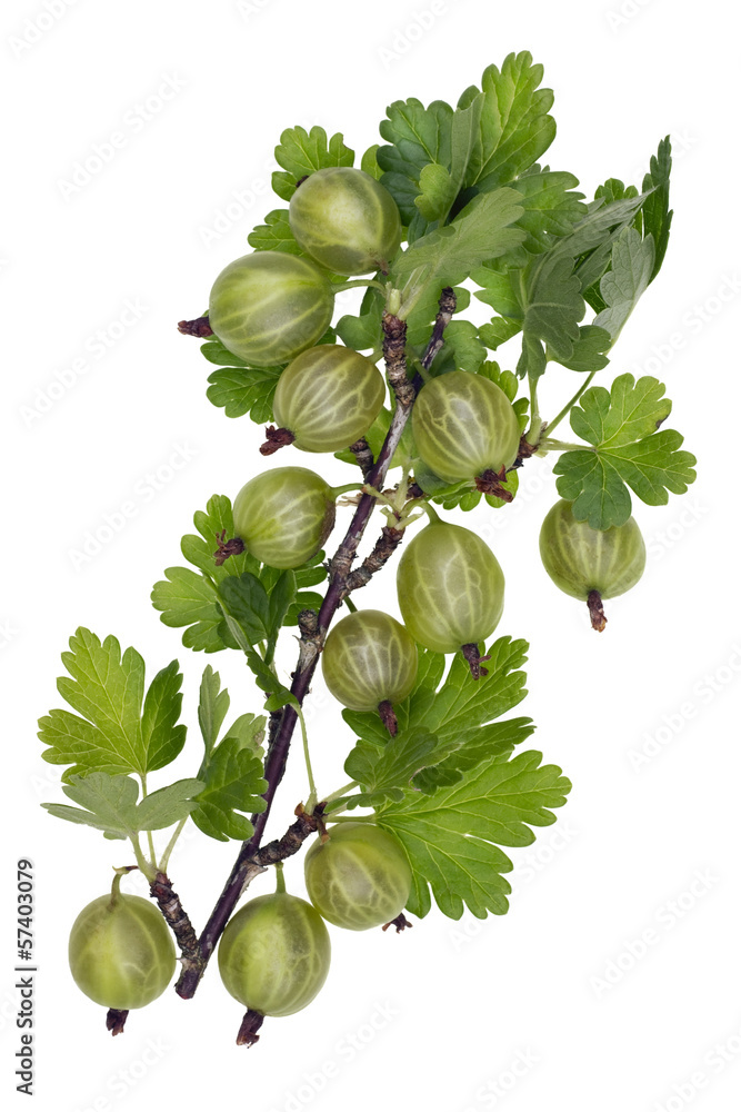 Green forest berries Green forest berries