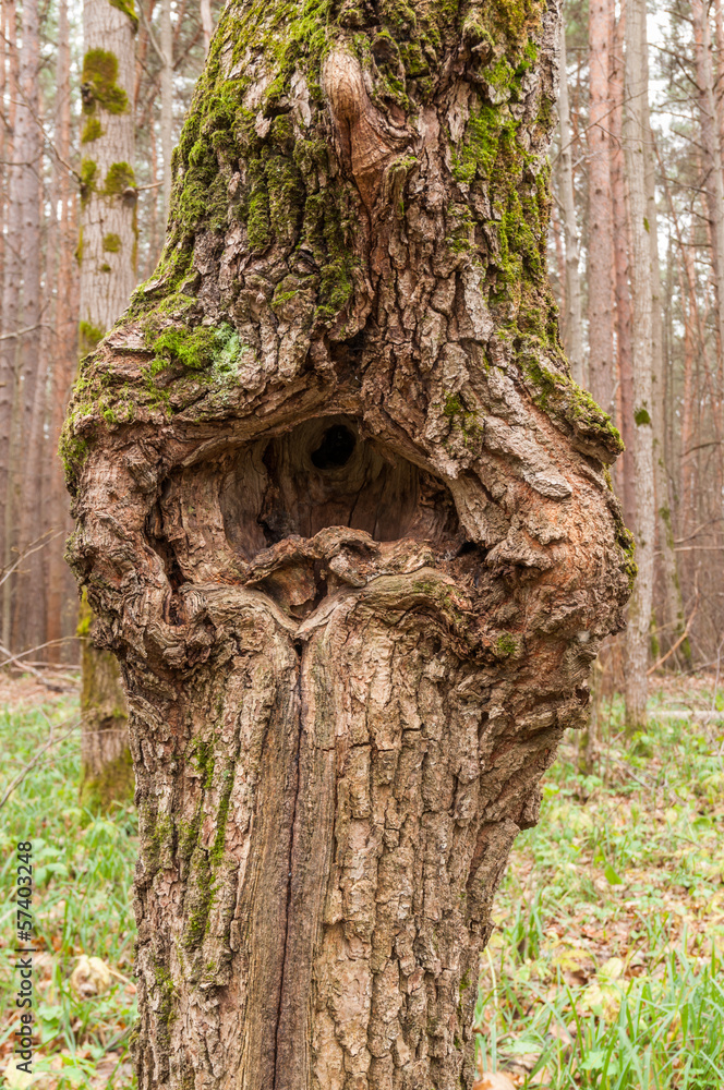 Fototapeta premium texture the old tree in the forest