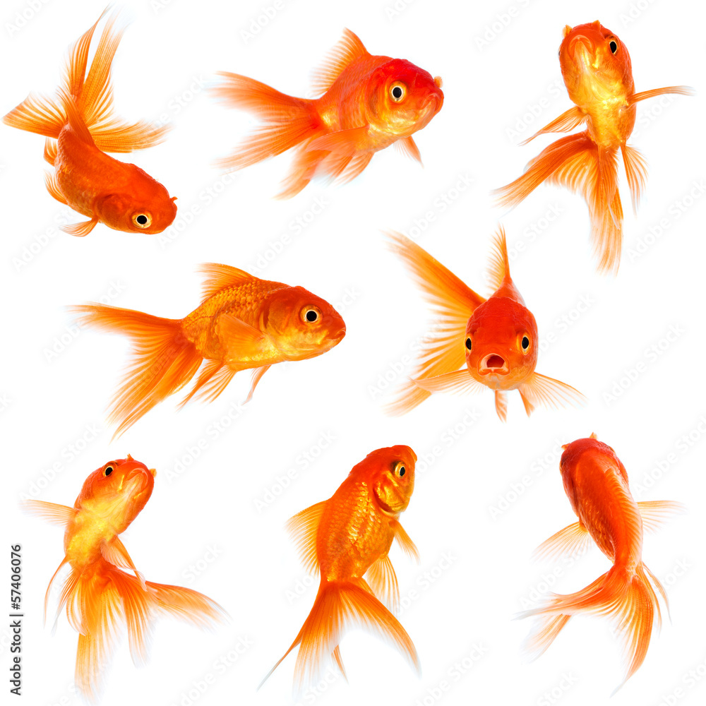Fototapeta premium Goldfish