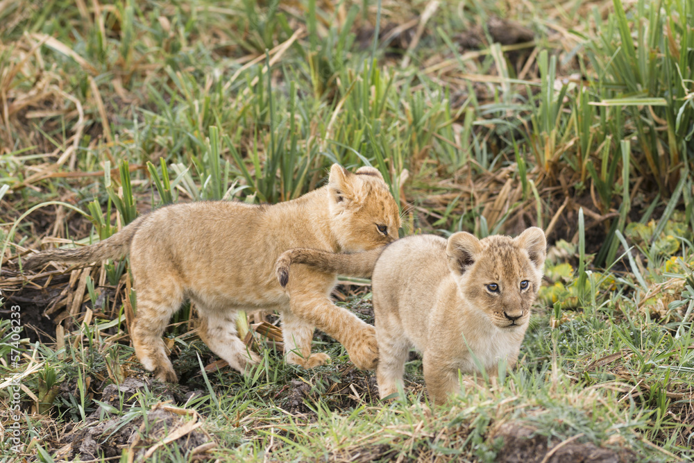 Naklejka premium Two small lion cubs