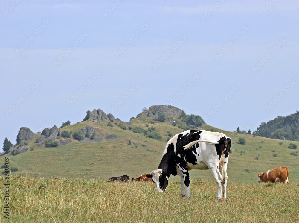 Kühe vor den Helfensteinen am Dörnberg