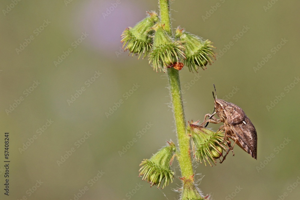 Gemeine Getreidewanze (Eurygaster maura) an Odermennig Gemeine Getreidewanze (Eurygaster maura) an Odermennig