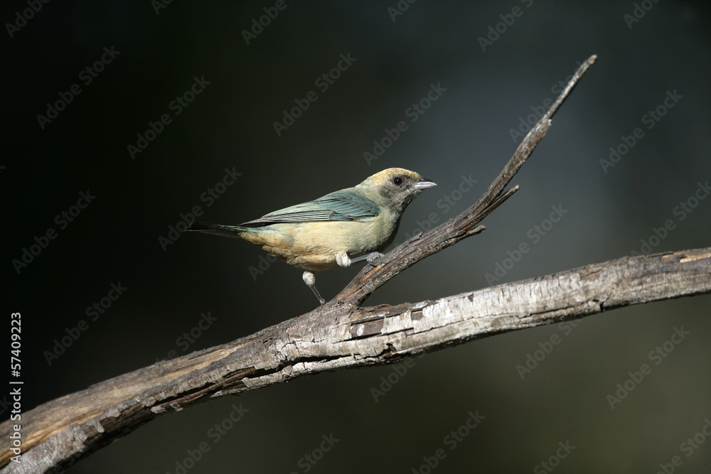 Burnished-buff tanager, Tanagara cayana Burnished-buff tanager, Tanagara cayana