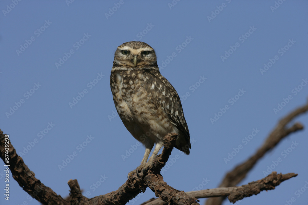 Burrowing owl, Speotyto cunicularia Burrowing owl, Speotyto cunicularia