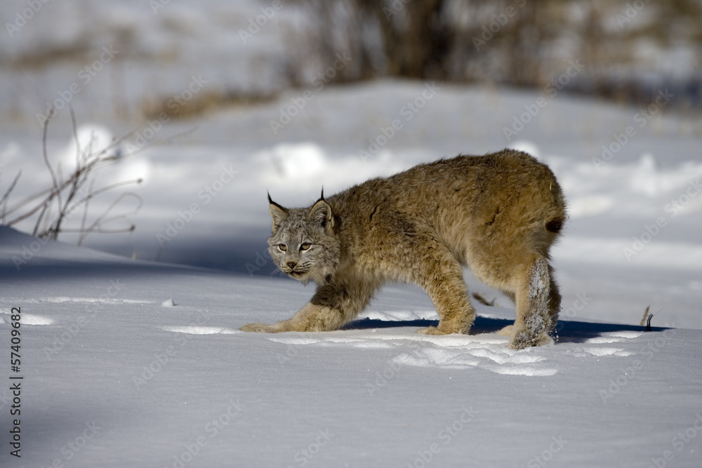 Fototapeta premium Canadian lynx, Lynx canadensis