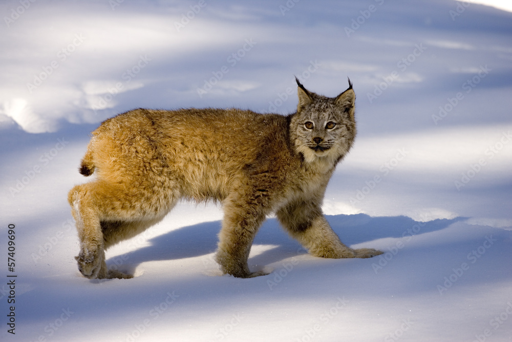 Fototapeta premium Canadian lynx, Lynx canadensis