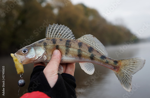 Volga zander in fisherman's hand photo