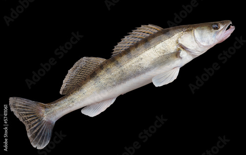 Walleye lying on concrete floor, isolated with clipping path