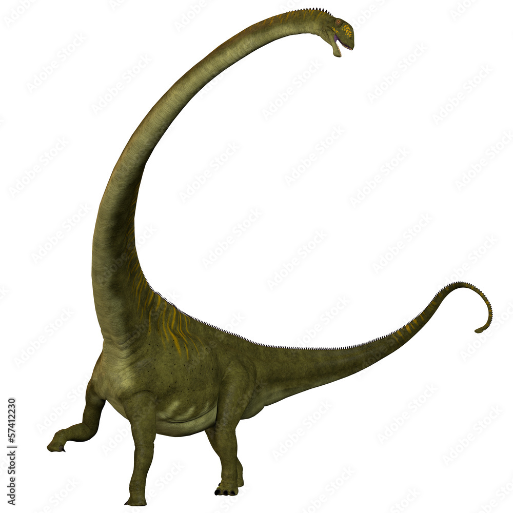 Fototapeta premium Mamenchisaurus hochuanensis on White