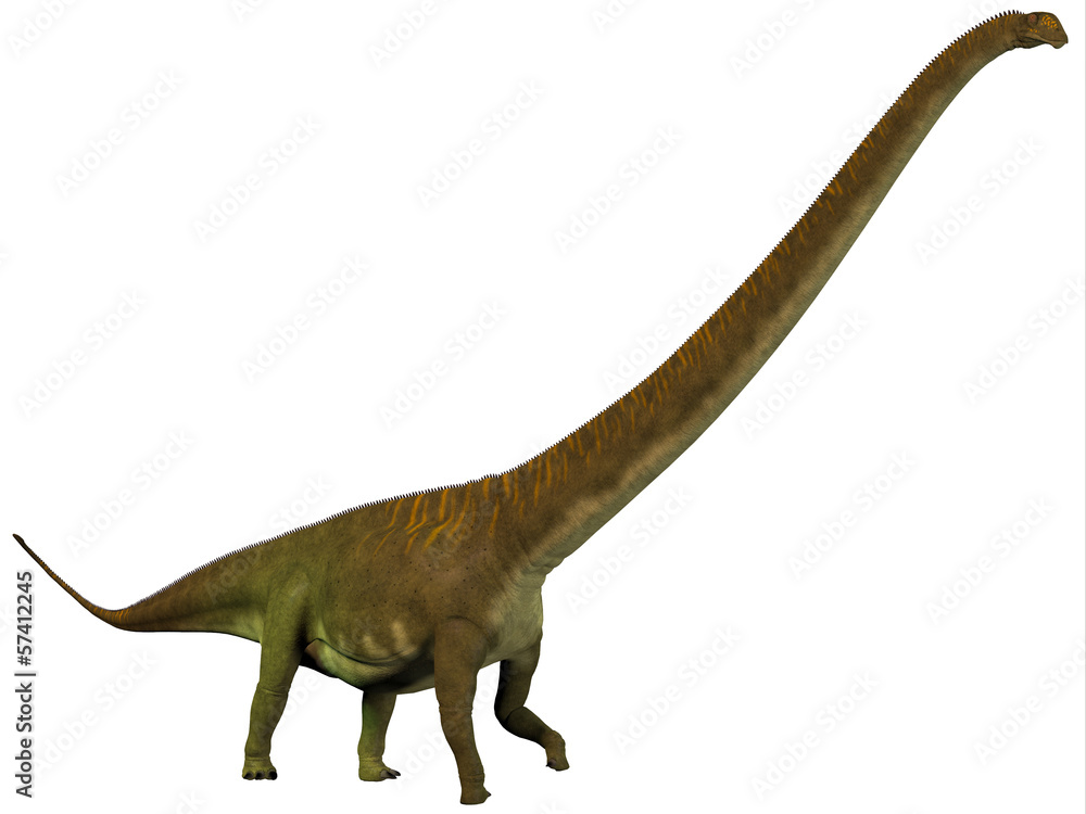 Fototapeta premium Mamenchisaurus hochuanensis Profile