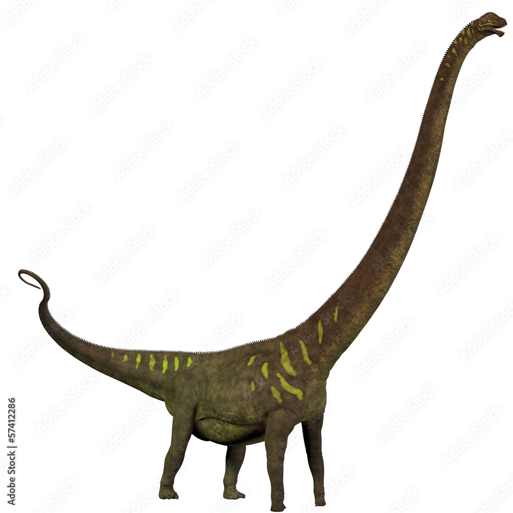Obraz premium Mamenchisaurus youngi Profile